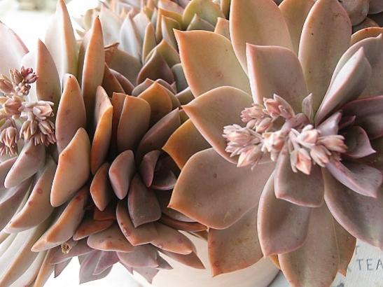 Name:  graptopetalum pink-.jpg
Views: 1615
Size:  38.7 KB