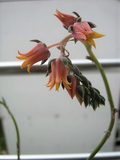 Name:  e. lilacina.jpg
Views: 1288
Size:  63.0 KB