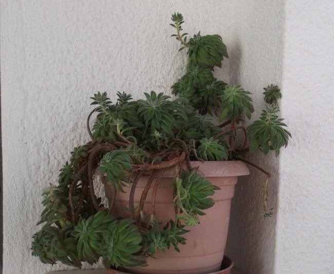 Name:  DSCF1029.jpg
Views: 681
Size:  41.6 KB