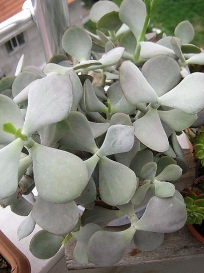Name:  c. orbiculata.jpg
Views: 1390
Size:  34.6 KB