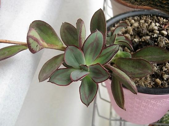 Name:  echeveria.jpg
Views: 1266
Size:  34.1 KB