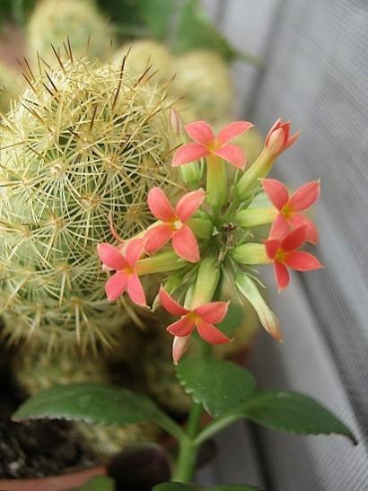 Name:  kalanchoe.jpg
Views: 1417
Size:  36.1 KB