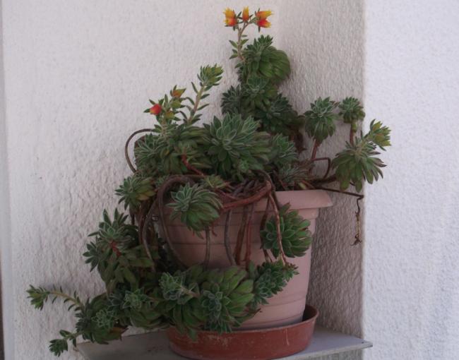 Name:  DSCF1190.jpg
Views: 605
Size:  41.1 KB