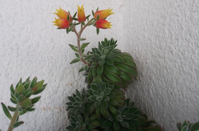 Name:  DSCF1191.jpg
Views: 561
Size:  34.8 KB