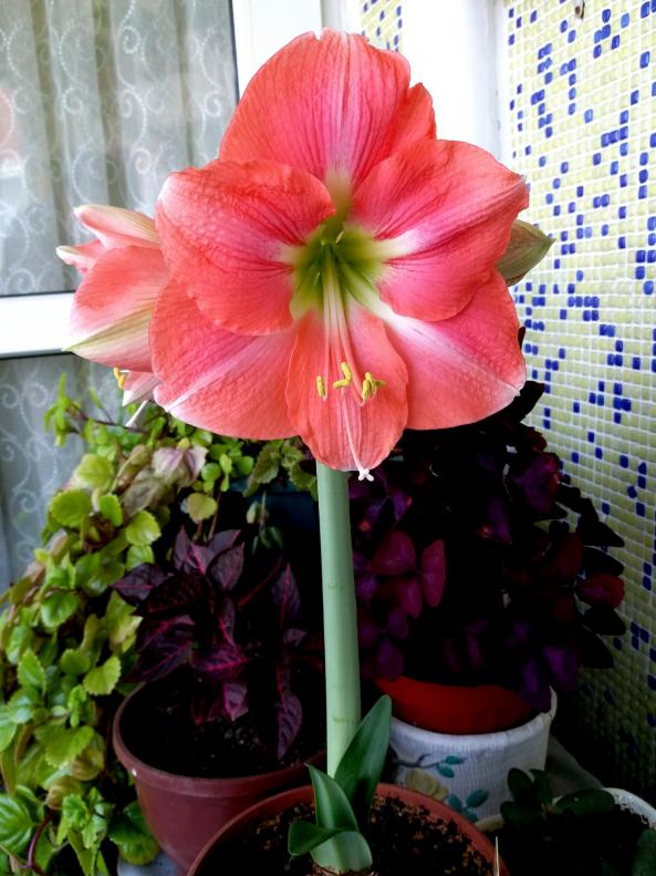 Name:  PicsArt_04-27-07.11.35.jpg
Views: 424
Size:  73.7 KB