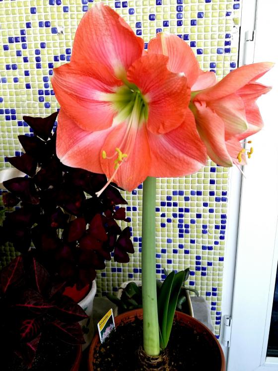 Name:  PicsArt_04-27-07.12.01.jpg
Views: 433
Size:  75.1 KB