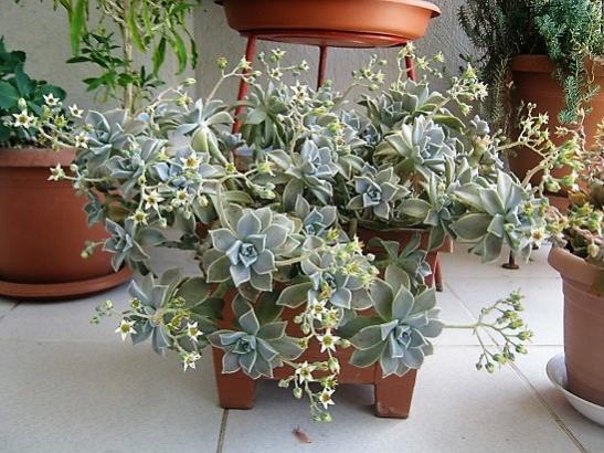 Name:  graptopetalum.jpg
Views: 1693
Size:  54.6 KB