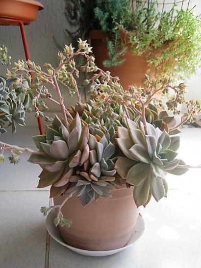 Name:  graptopetalum pinky.jpg
Views: 1128
Size:  43.8 KB