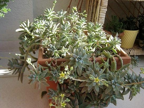 Name:  graptosedum.jpg
Views: 1119
Size:  52.1 KB
