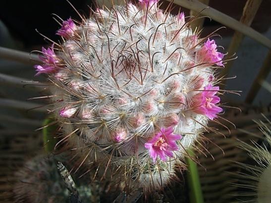 Name:  m. bombycina1.jpg
Views: 1110
Size:  48.9 KB