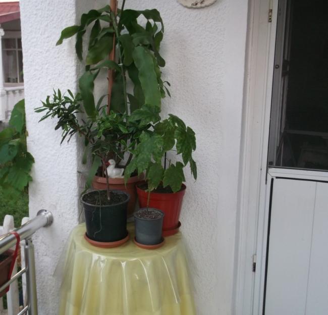 Name:  DSCF1168.jpg
Views: 554
Size:  44.8 KB