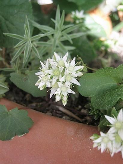 Name:  sedum.jpg
Views: 1107
Size:  31.4 KB