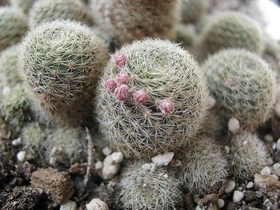 Name:  rebutia.jpg
Views: 1349
Size:  53.5 KB