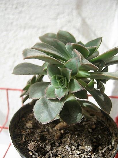 Name:  aeonium.jpg
Views: 1054
Size:  39.0 KB