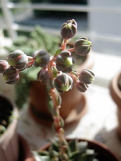 Name:  echeveria p..jpg
Views: 1162
Size:  26.0 KB
