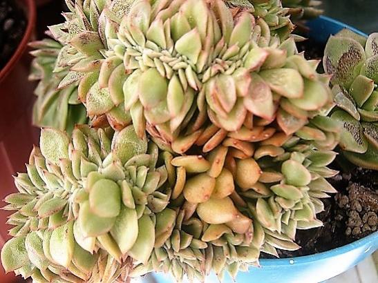 Name:  echeveria-.jpg
Views: 1494
Size:  57.2 KB