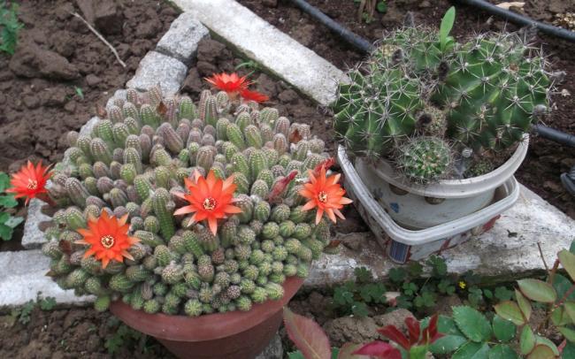 Name:  DSCF1338.jpg
Views: 529
Size:  61.5 KB