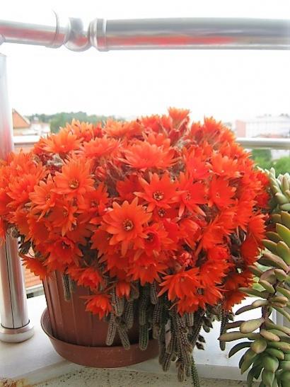 Name:  c. silvestrii.jpg
Views: 993
Size:  38.9 KB