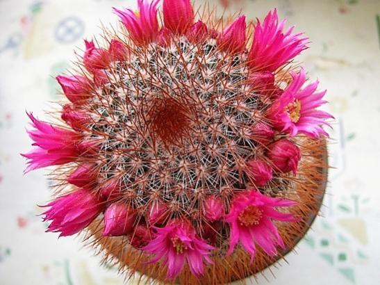 Name:  mammillaria marcosii.jpg
Views: 1044
Size:  51.5 KB