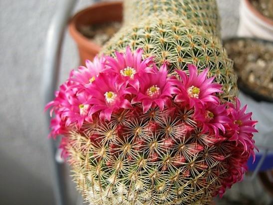 Name:  mammillaria matudea.jpg
Views: 1250
Size:  49.0 KB
