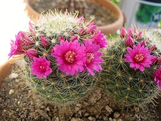 Name:  mammillaria.jpg
Views: 1537
Size:  53.2 KB