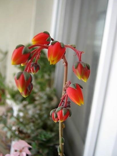 Name:  e. puspusorum.jpg
Views: 961
Size:  23.4 KB