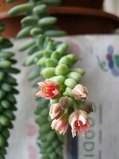 Name:  sedum burrito.jpg
Views: 985
Size:  24.3 KB