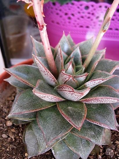 Name:  e purpusorum.jpg
Views: 1025
Size:  49.8 KB