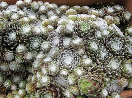 Name:  sempervivum-.jpg
Views: 1168
Size:  69.4 KB