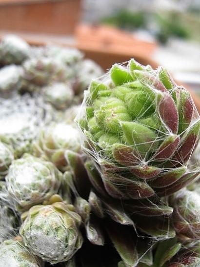 Name:  sempervivum.jpg
Views: 1088
Size:  39.4 KB