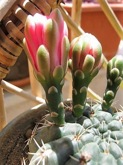 Name:  g. baldianum.jpg
Views: 897
Size:  42.7 KB