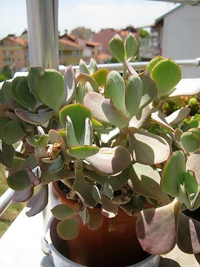 Name:  c. orbiculata.jpg
Views: 1262
Size:  39.5 KB
