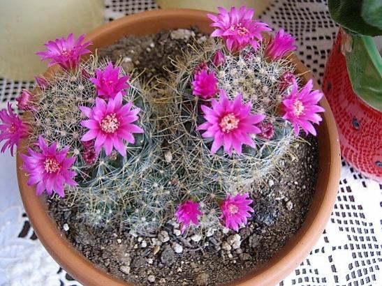 Name:  mammillaria.jpg
Views: 1320
Size:  65.6 KB