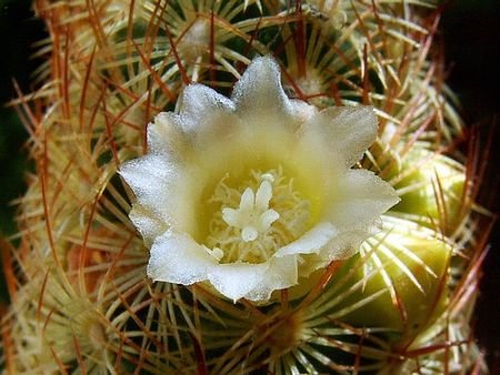 Name:  Mammillaria elongata.jpg
Views: 1137
Size:  37.8 KB