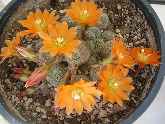Name:  rebutia.jpg
Views: 1029
Size:  54.3 KB