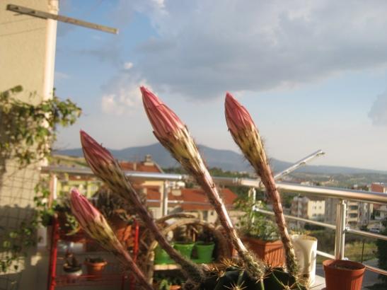 Name:  topuz.jpg
Views: 828
Size:  31.0 KB