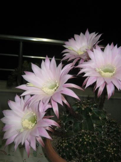 Name:  topuz1.jpg
Views: 834
Size:  27.7 KB