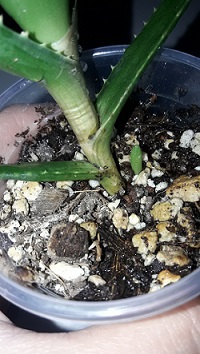 Name:  20.06 aloe.jpg
Views: 445
Size:  58.1 KB