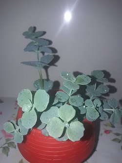 Name:  17.06 sbeoldi.jpg
Views: 402
Size:  39.4 KB