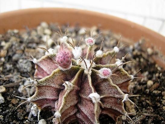 Name:  gymnocalicium m..jpg
Views: 1456
Size:  42.8 KB
