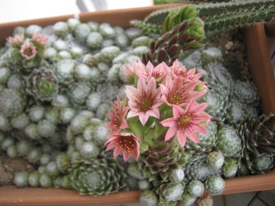 Name:  sempervivum.jpg
Views: 1744
Size:  38.1 KB