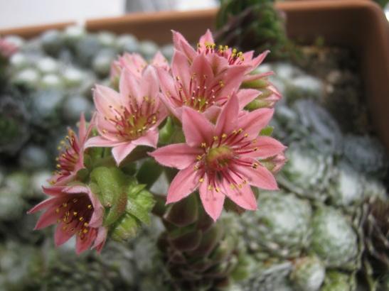 Name:  sempervivum1.jpg
Views: 1617
Size:  30.4 KB
