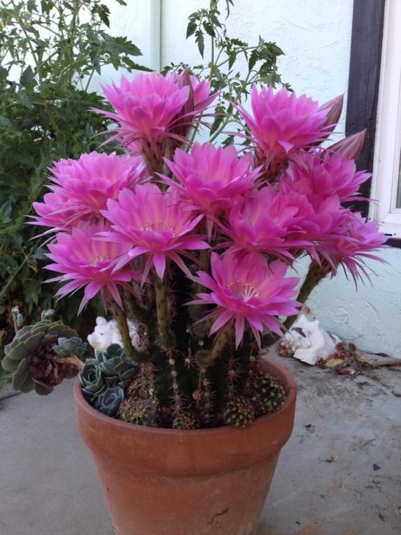 Name:  e386c2e5f6a343a734db52ca1aac069c--cactus-flower-succulents.jpg
Views: 2075
Size:  73.4 KB