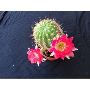 Name:  360936447_tn30_0.jpg
Views: 715
Size:  11.8 KB