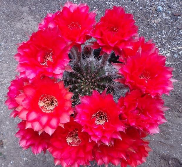 Name:  firelight_5_full_bloom_5_gal_stock_plant.jpg
Views: 843
Size:  70.8 KB