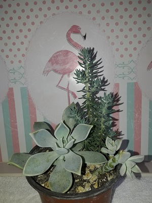 Name:  graptopetalum karsk.jpg
Views: 581
Size:  65.8 KB