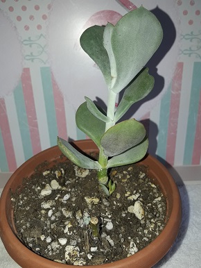 Name:  crassula ovata.jpg
Views: 357
Size:  66.0 KB