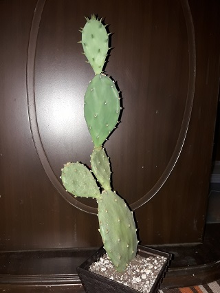 Name:  opuntia vulgaris.jpg
Views: 327
Size:  55.7 KB