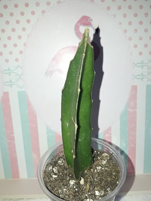 Name:  pitaya.jpg
Views: 342
Size:  54.1 KB