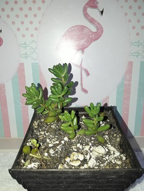 Name:  sedum.jpg
Views: 339
Size:  64.0 KB